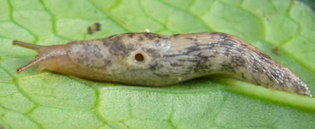 kleine grijze slak (Deroceras reticulatum)